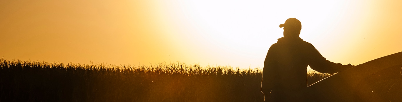 Campo en atardecer