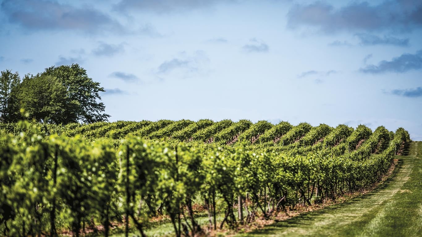 Vista de un campo de plantación